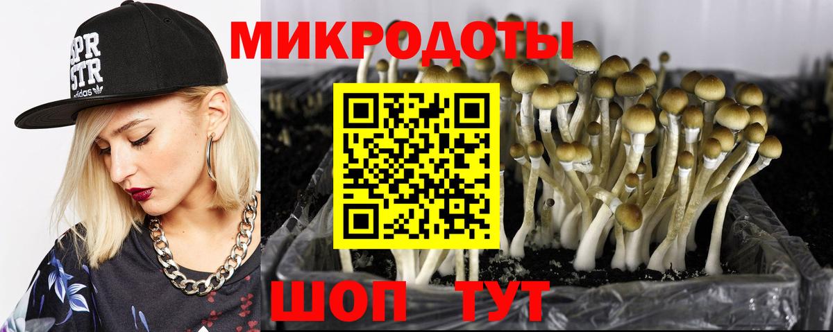 Шуя  Псилоцибиновые грибы Psilocybe  Вход с VPN 